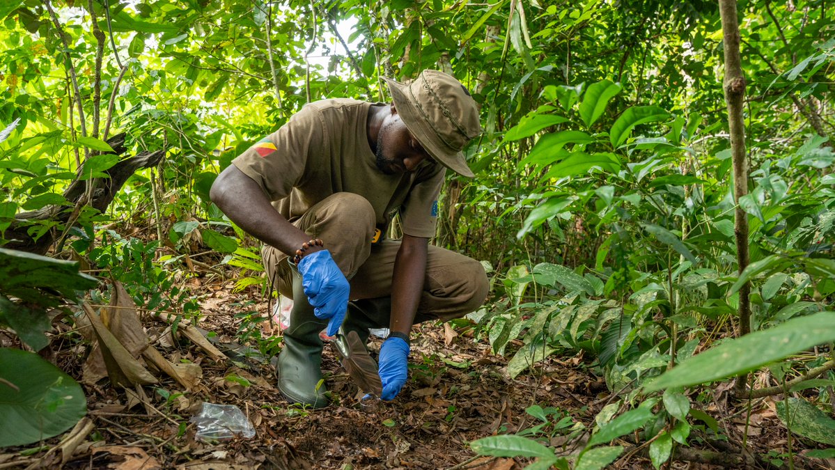 Assistant de Recherche à la FOKL depuis 2023, Gloire Kibongui est un diplômé de l’ENSAF, qui voit les études écologiques comme “le meilleur moyen de comprendre la nature pour mieux la préserver”. 🌍💚
📸 @IreneGalera
<a href="/AfricanParks/">African Parks</a> #OdzalaKokoua #Conservation #FacesOfConservation