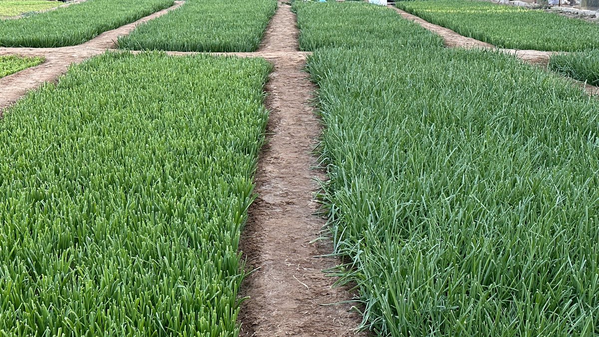 LO_loo's tweet image. جمعه في المزرعه