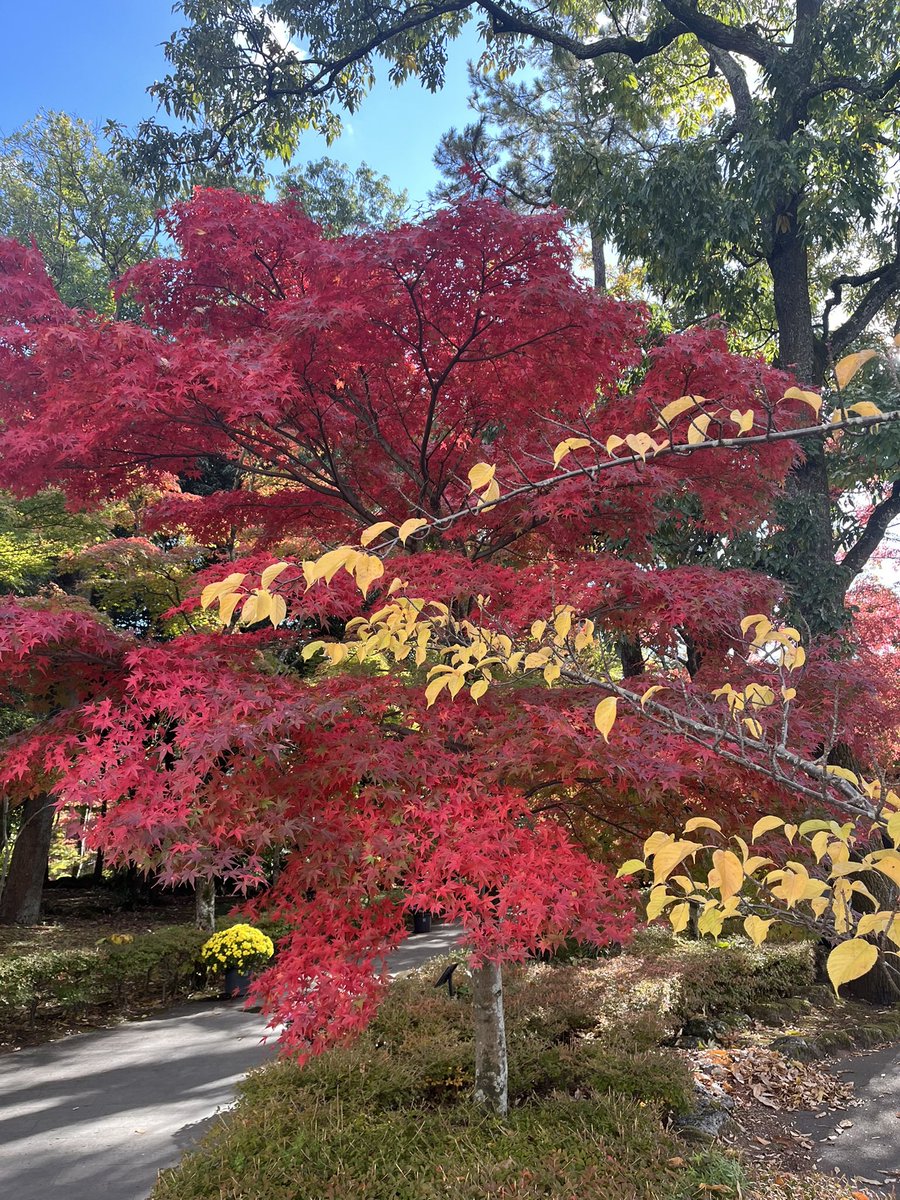 miico713's tweet photo. It's the season of autumn leaves. https://t.co/TlL79MbYOK