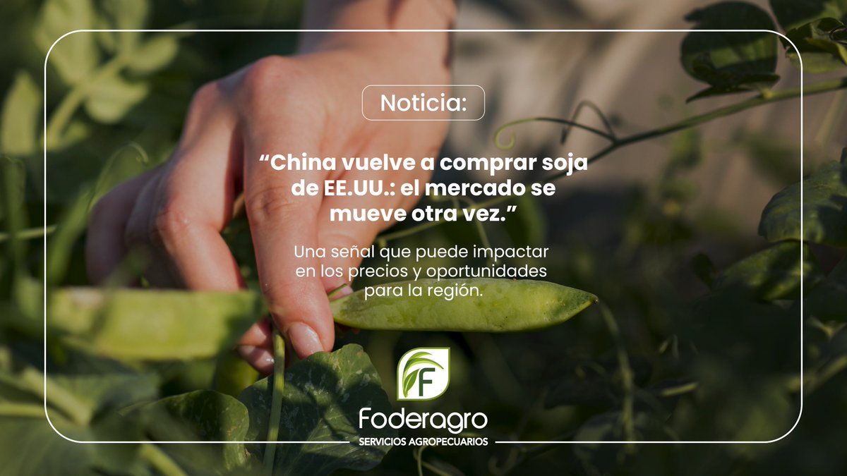 foderagro's tweet image. 🌱 China volvió a comprar soja a Estados Unidos después de varios meses sin actividad, y ya se confirmaron cuatro cargamentos más.

Este movimiento reactiva el mercado y genera señales importantes para el sector:

✅ Puede mover los precios internacionales.

✅ Cambia la dinámica…