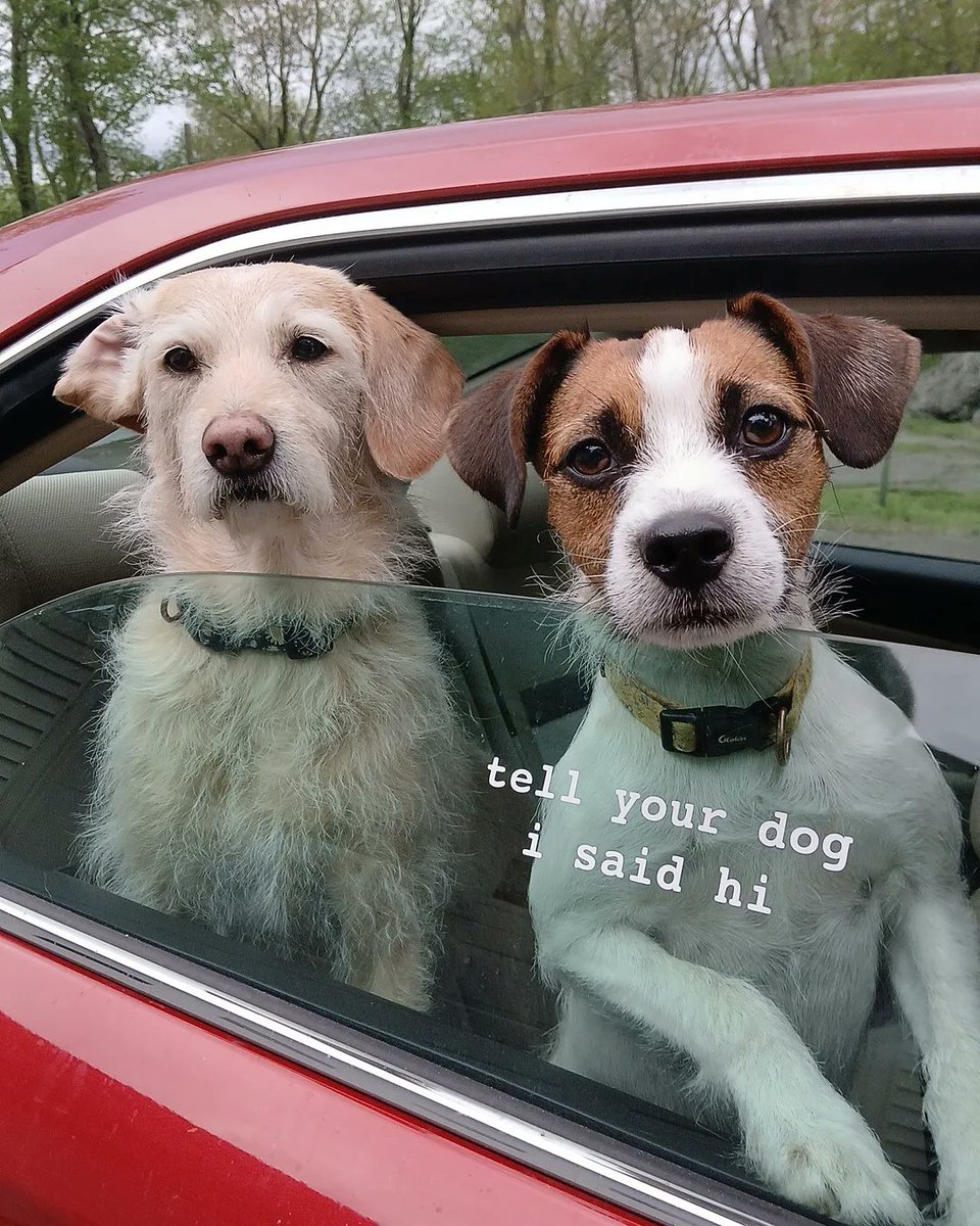 We're starting our Black Friday sale early! Every order gets a free "tell your dog i said hi" sticker AND if you buy any hoodie or crewneck, you'll also get a free shirt of your choice. Shop now through the link below!

weratedogs.com/?utm_source=tw…