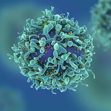 🚨URGENTE: Vacina anticâncer de pulmão será testada em humanos pela primeira vez em 2026. A tecnologia usa um vetor viral semelhante ao da vacina de Oxford AstraZeneca contra a Covid 19, que leva às células a instrução para produzir a proteína NY ESO 1, marcador precoce de