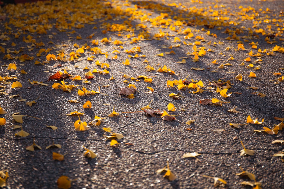 and_tapioca's tweet image. 終わってしまったな