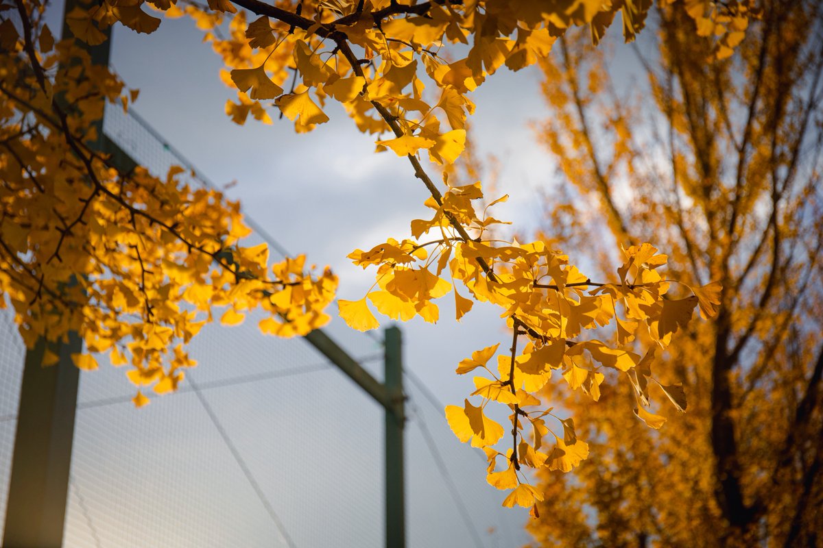 and_tapioca's tweet image. 終わってしまったな