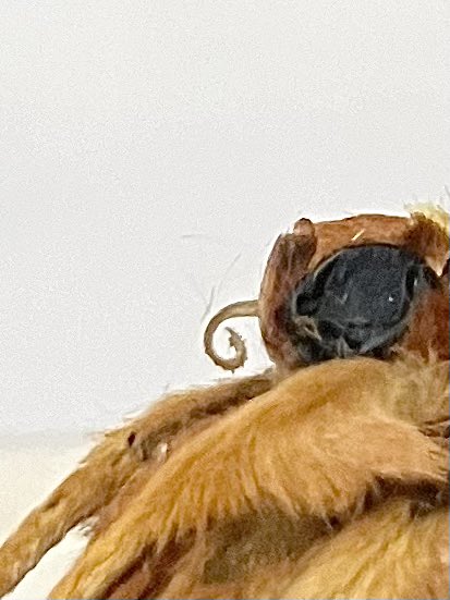 南米のヤママユは口吻の退化が遅かったの？？？

ゆうてヤママユの分類と進化系統については明るくないので、いらんことは書かないようにしないとだけど、妄想は楽しいな。