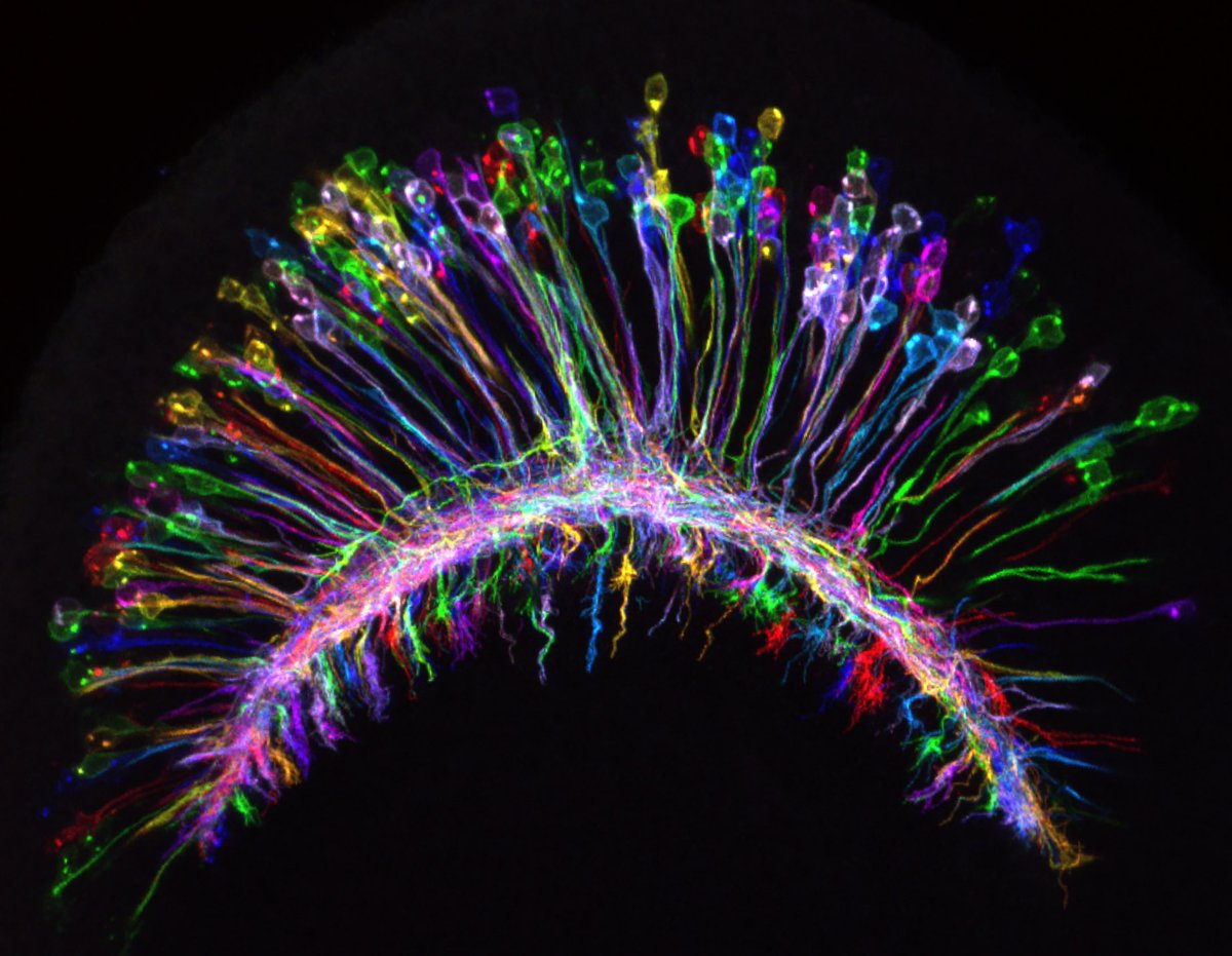 SocDevBio's tweet image. 🌈 Rainbow neurons on the move!🧠
MultiColor FlpOut of L3 optic lobe neurons projecting into the medulla neuropil. 📸 Image by Isabel Holguera.
#FluorescenceFriday #DevBio