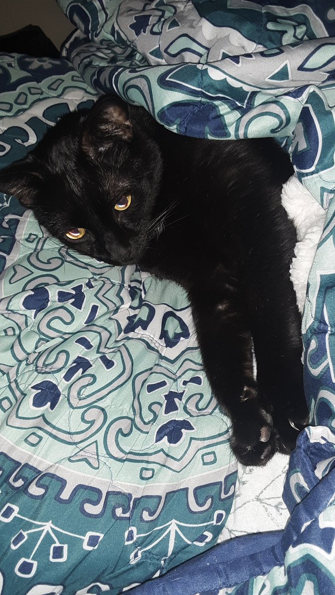 He's all tucked in under a heated blanket without a care in the world 
I love him so much ❤