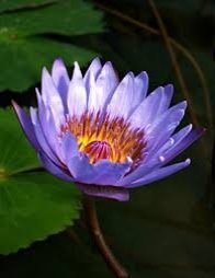 banup_0803's tweet image. குறிஞ்சி பூக்கள்:

 நெய்தல் (இரண்டாம் வகை)💜

 &quot;மணிகுலைக் கள் கமழ் நெய்தல்&quot;

மணி போன்ற நிறத்தில் கொத்தாக உள்ள தேன் கமழும் பூ..

#குறிஞ்சிப்பாட்டு