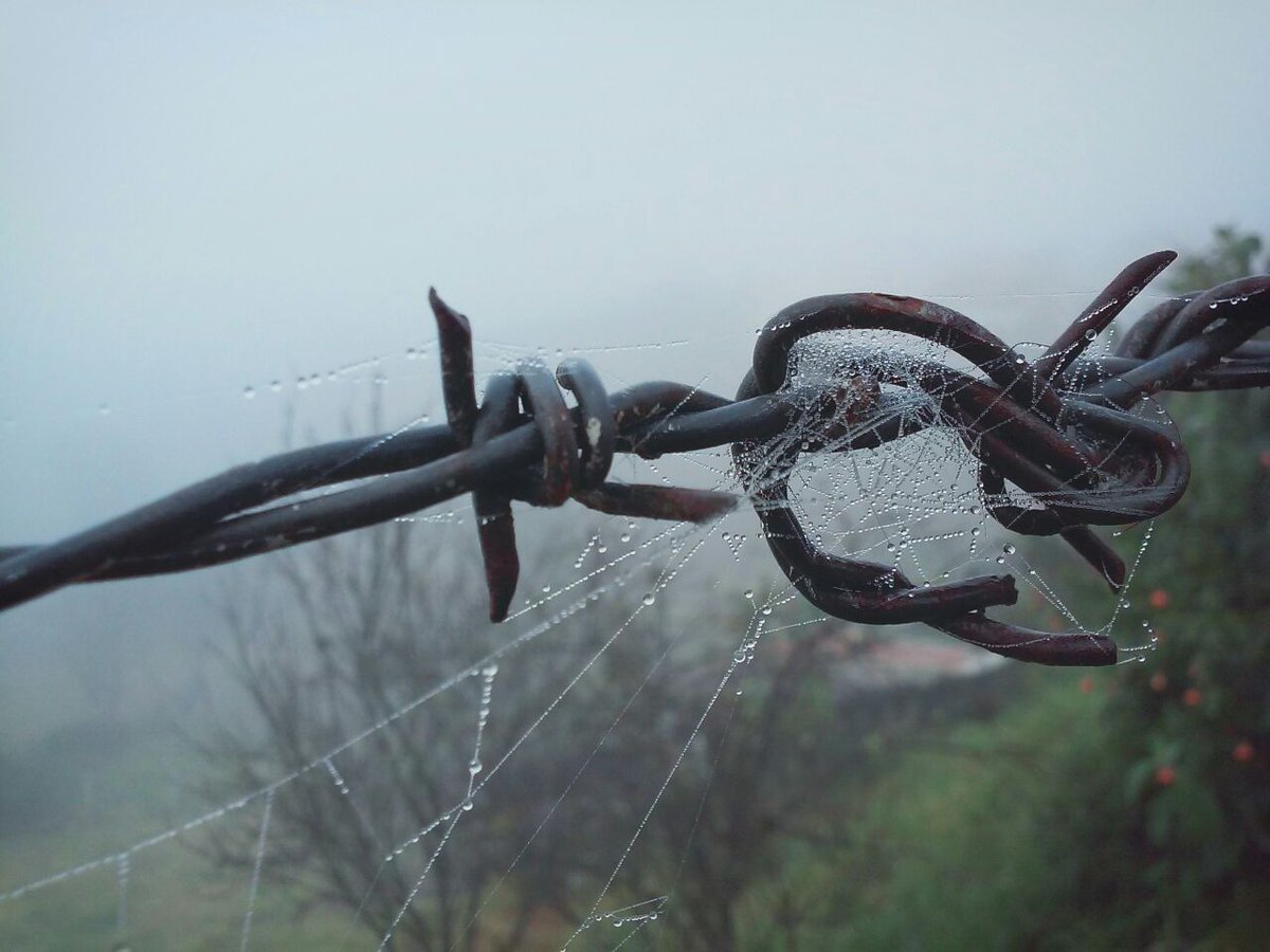 OnurbRag's tweet image. #Spiderweb