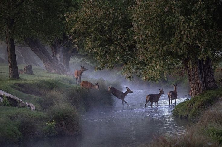 ipostdeer's tweet image. who up in the small river?