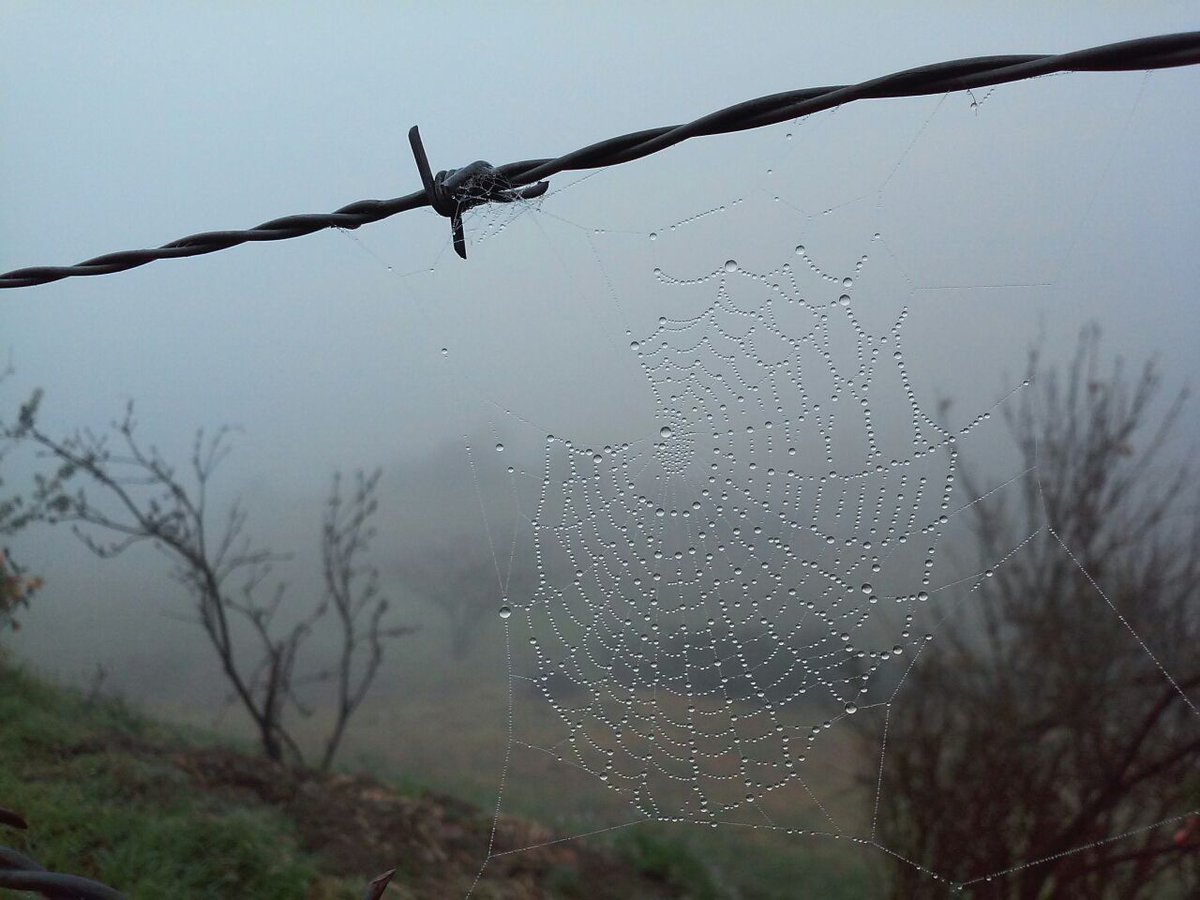 OnurbRag's tweet image. #Spiderweb