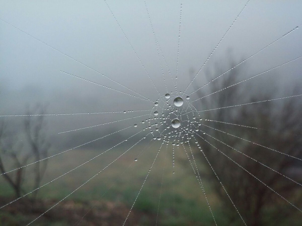 OnurbRag's tweet image. #Spiderweb