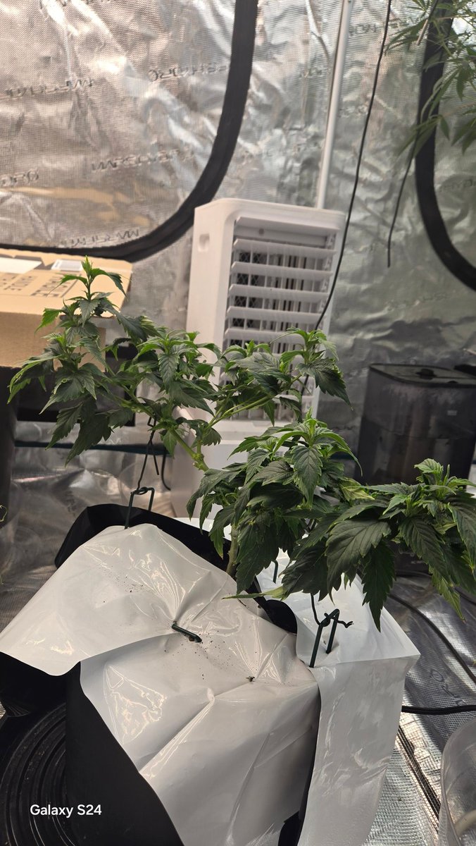 duckdodgers68's tweet image. It&apos;s FriHighday get in there and Vote for the top ten Funpots follow someone new enjoy your day smokem if you gottem grow a plant 
Or just Advocate for the plant and most of all show Love in all things