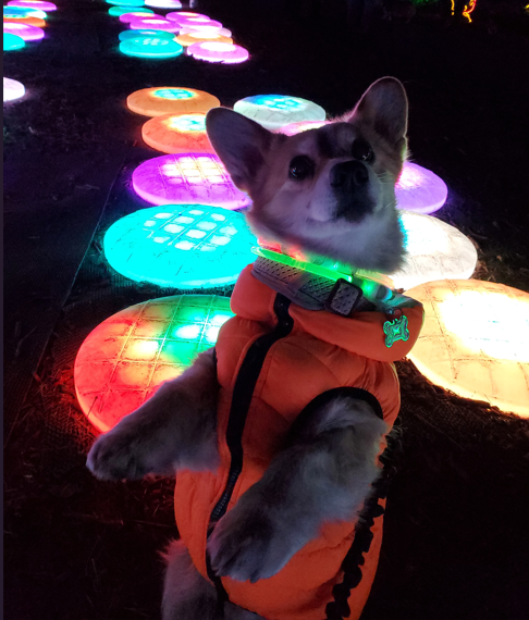 Organizer (Beddy and Rhett's human) tweet media