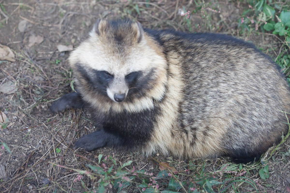 そだ@積み深きたぬきの翁 (@big_mozu) / Posts / X