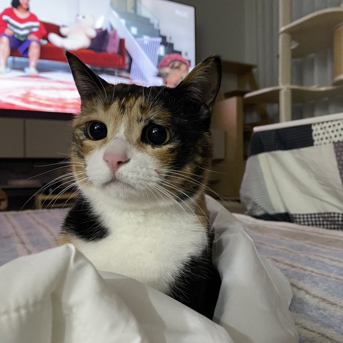 grapefruit_pk's tweet image. 뾱!