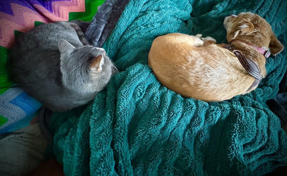 If sworn enemies like Bailey the Cat and Bella the Dog can nap so close to each other on my lap without growling, hissing or Bella chasing Bailey away, maybe humans can learn something from them…”just nap and be chill with each other.” ❤️🐶🐱