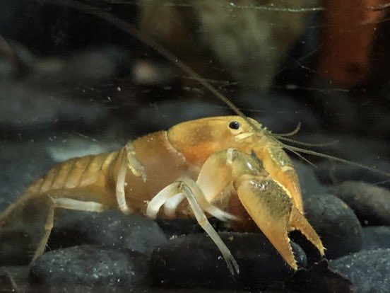 ザリガニページです。 □アメリカザリガニ□Full21cmアップ!!爪6,8cm!!☆大型爪個体