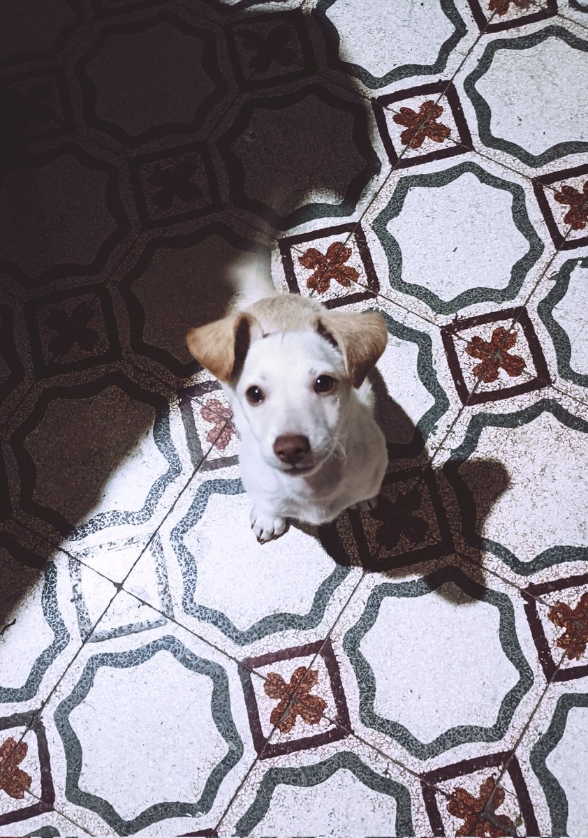 El más bebito de la casa ♥️

#dogonx
#dogs