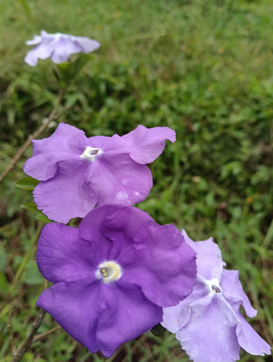 banup_0803's tweet image. 💜💜💜

#Bpclicks