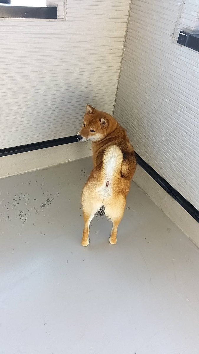 chouemonkushiro's tweet image. 皆様こんばんは。
私事で申し訳ございません💦
ウチの大事なリンちゃんが行方不明なってしまいました
最後に目撃されたのが10時半ごろ釧路警察署、日本銀行さん付近でそれから消息が分からなくなってしまいました
どなたかご情報をお持ちでしたらご連絡お願いします
090-6214-9858 山本