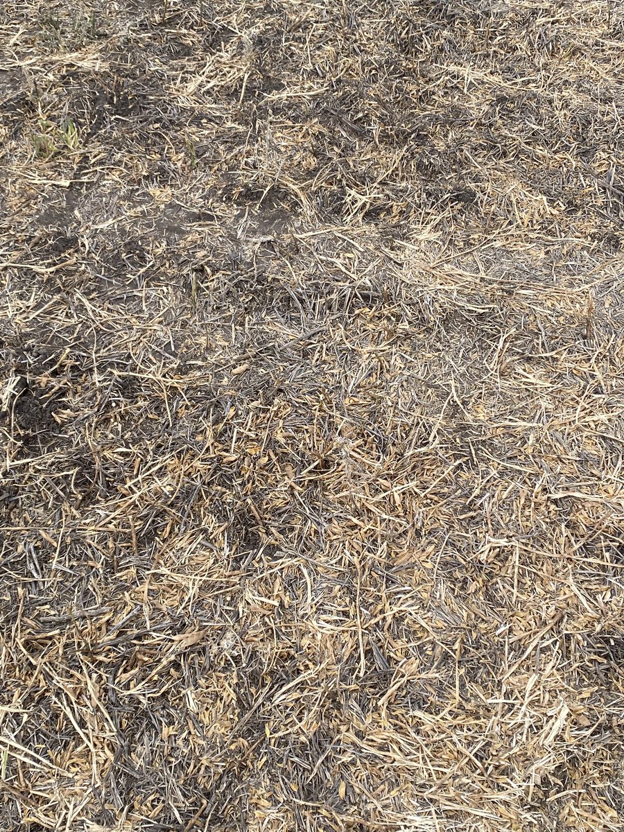 Cosecha de lupino y siembra al toque. Rastrojo es una manteca 💪💪