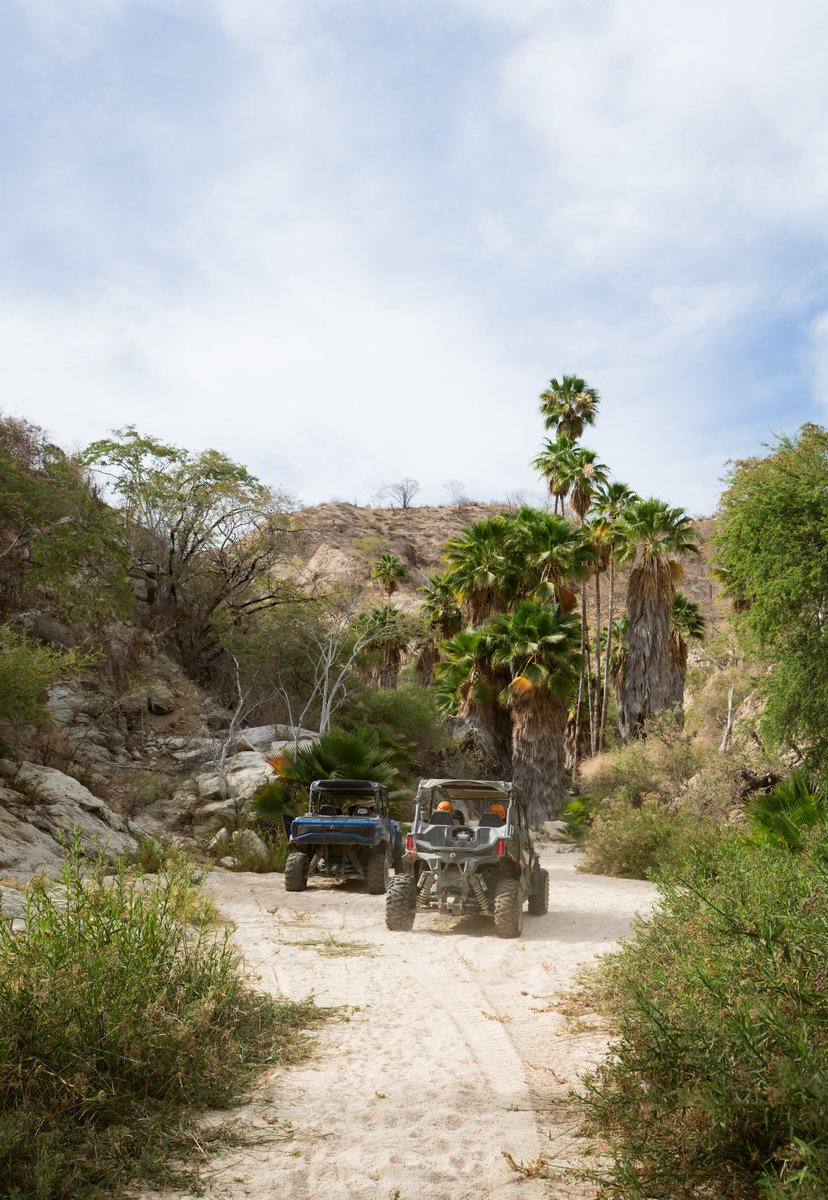 Los Cabos tweet media