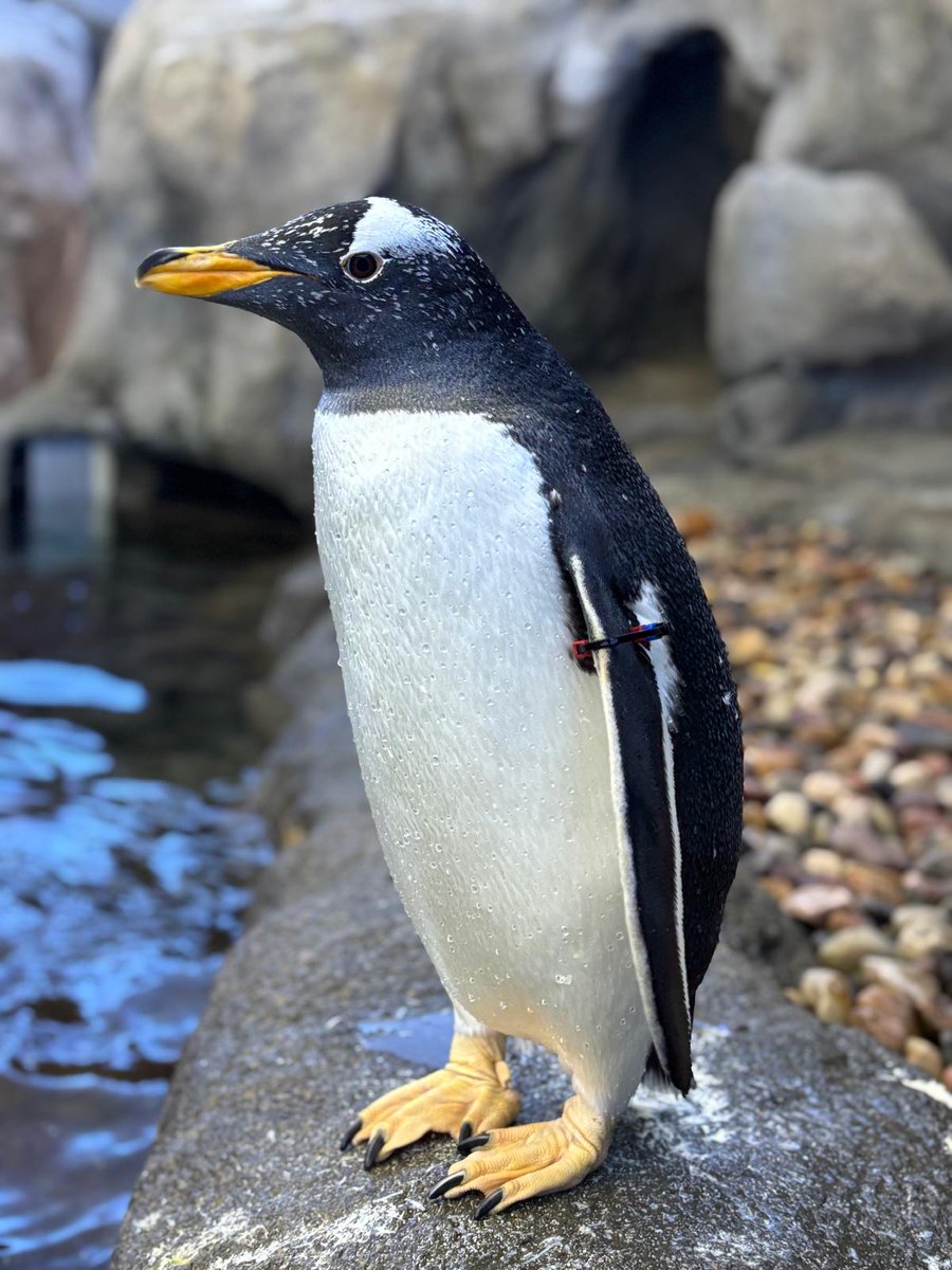 calgaryzoo's tweet image. We get to celebrate a gentoo hatchday today! Female ‘Trinity’ is 12 today!

Did you know that penguins have an incredibly fast metabolism? Their speed may surprise you – penguins poop every 20 minutes! 💩

Stop by Penguin Plunge to wish Trinity a happy hatchday! 🐧

#YourZooYYC