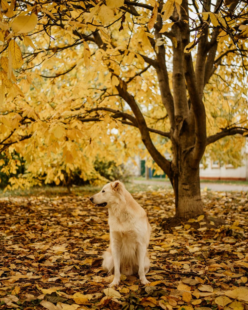 NewportCenterAH's tweet photo. Fall is here! 🍂🐾 Time for cozy walks, crunchy leaves, and pumpkin-flavored treats for your furry friend. Keep your pup healthy and happy while enjoying all the autumn adventures together! 🐶💛 #FallDogs #AutumnAdventures #NewportCenterAnimalHospital https://t.co/IzGVkVxccF