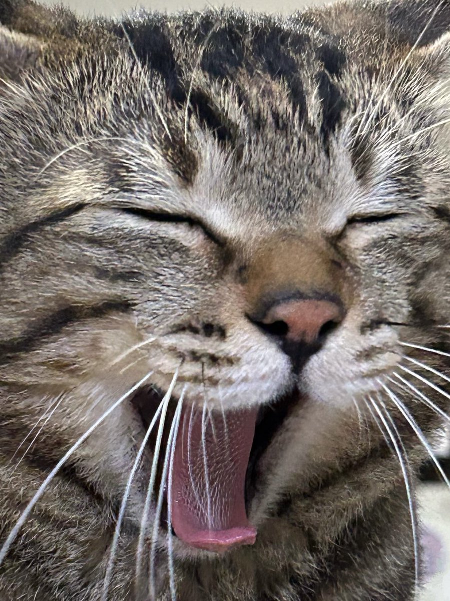 にゃうこ (@nia_7053) / Posts / X