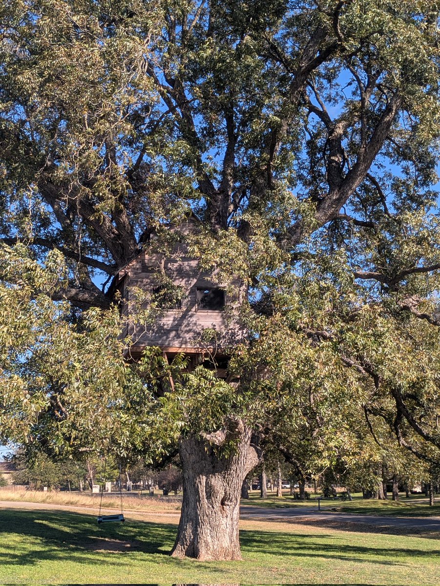 TSmith627438's tweet image. #treehouse #bigtree
