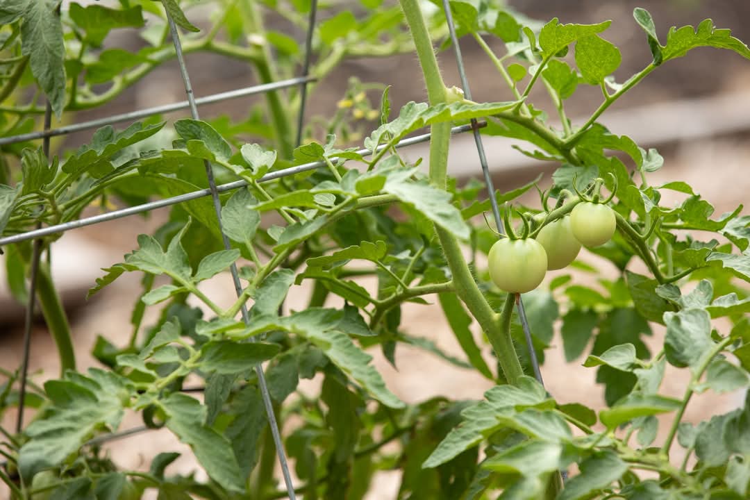 WealthWatchers's tweet image. We love being able to give back to the community. From our garden to your table, we grow and harvest fresh vegetables and fruits at the New Town Success Zone Farmacy. #FarmCityWeek #WealthWatchers #BuildingWealthForFutureGenerations