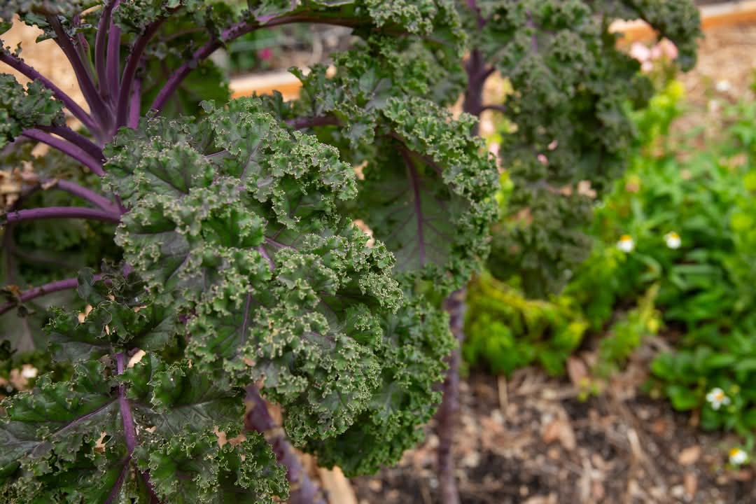 WealthWatchers's tweet image. We love being able to give back to the community. From our garden to your table, we grow and harvest fresh vegetables and fruits at the New Town Success Zone Farmacy. #FarmCityWeek #WealthWatchers #BuildingWealthForFutureGenerations
