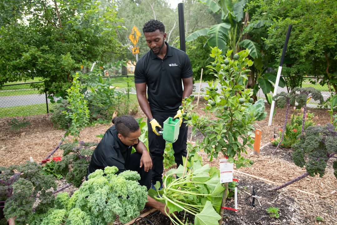 WealthWatchers's tweet image. We love being able to give back to the community. From our garden to your table, we grow and harvest fresh vegetables and fruits at the New Town Success Zone Farmacy. #FarmCityWeek #WealthWatchers #BuildingWealthForFutureGenerations