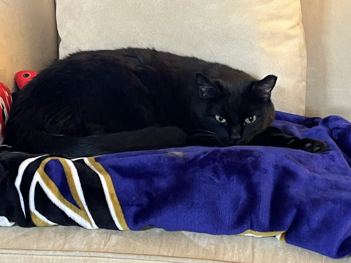 Reporterroblang's tweet photo. Hoping Purple Friday is restful @Ravens #Jules2 https://t.co/OtIJ3GPpkV