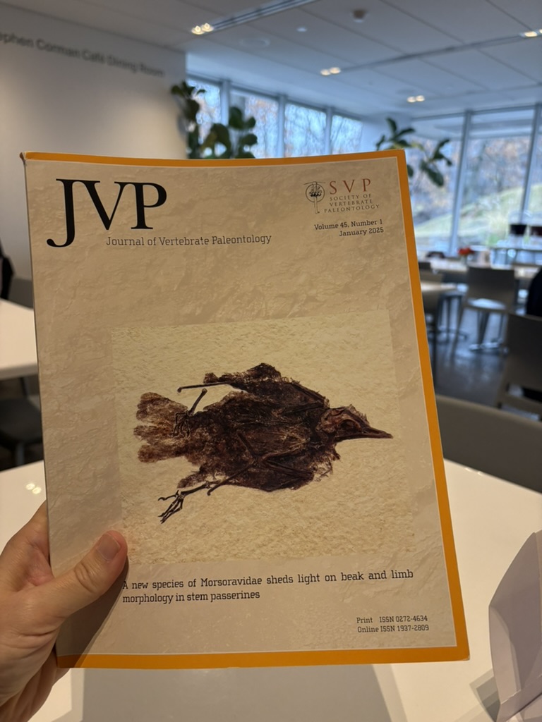 KsepkaLab's tweet image. Our little birdy made the cover of Journal of Vertebrate Paleontology. Amazing how a bird sank to the bottom of Fossil Lake 51 million years ago and ended up entombed in sediments that perfectly match the background color/texture of the journal. 

tandfonline.com/doi/full/10.10…