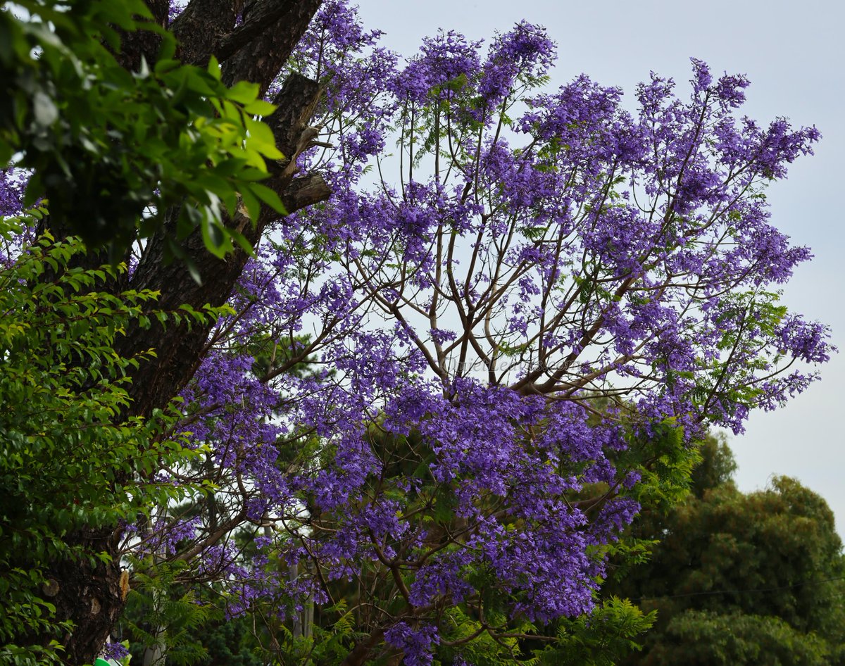 Время летит так быстро, что уже зацвела жакаранда мимозолистная (Jacaranda mimosifolia)!

Ещё продолжается весна, но эти нежно-сиреневые соцветия напоминают, что скоро Южное полушарие встретится с жарким летом.