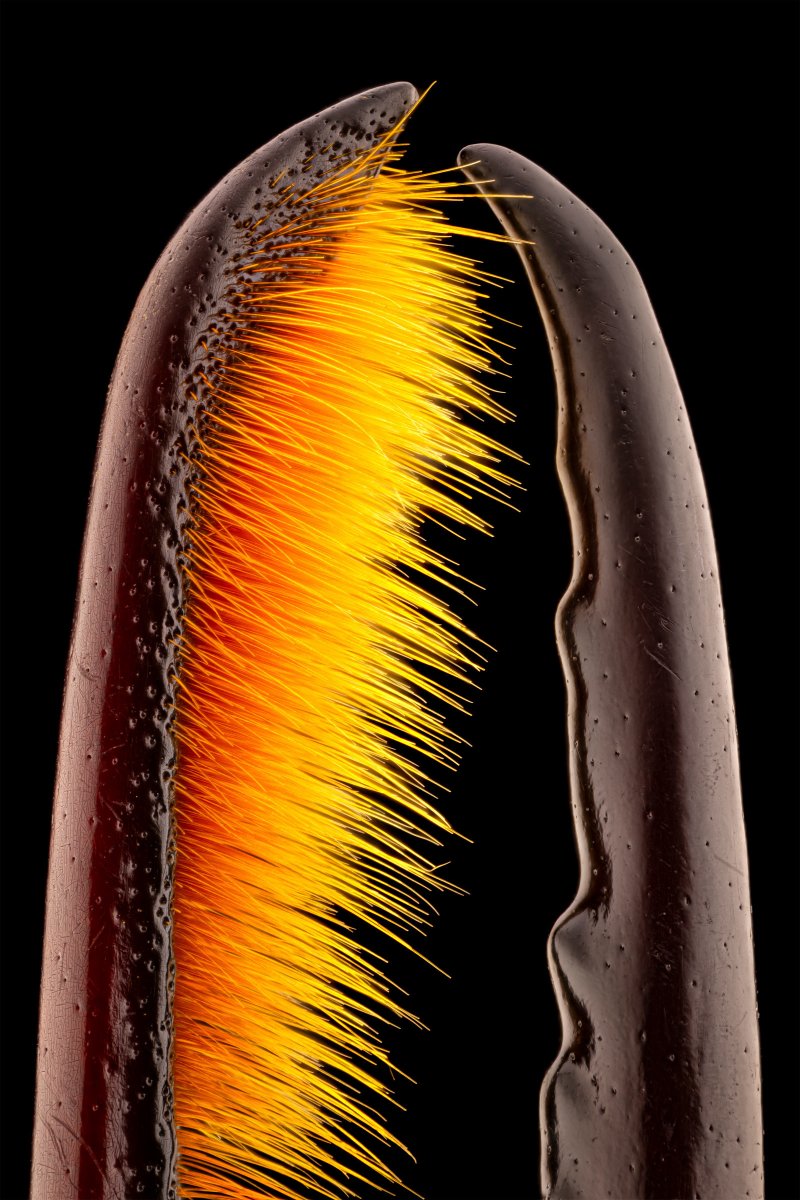 Les cornes thoracique et céphalique d'un scarabée Golofa porteri mâle, photographiées au #microscope  🔬

Crédits : Michael Parra Puentes

#microscopie #microscopy #animals #naturelovers #animaux #nature #biologie #zoologie #SVT #insectes #insects #entomology #entomologie