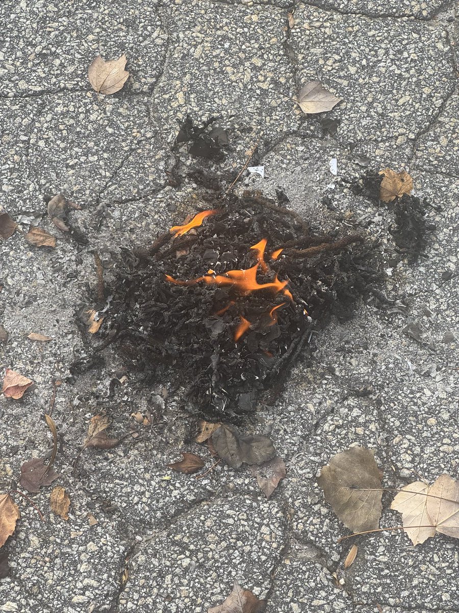 1kultleader's tweet image. sowing the seeds of my success.