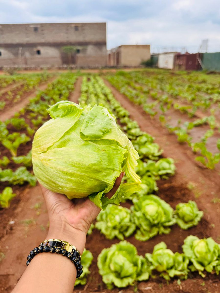 🌱 From Seed to Harvest!
On 5 September, together with It Belongs To Me, we planted a vegetable garden at Bakubung Clinic. Today, we’re proud to witness the beautiful results of that collaboration — fresh, healthy produce grown with purpose and community spirit. 🥬✨