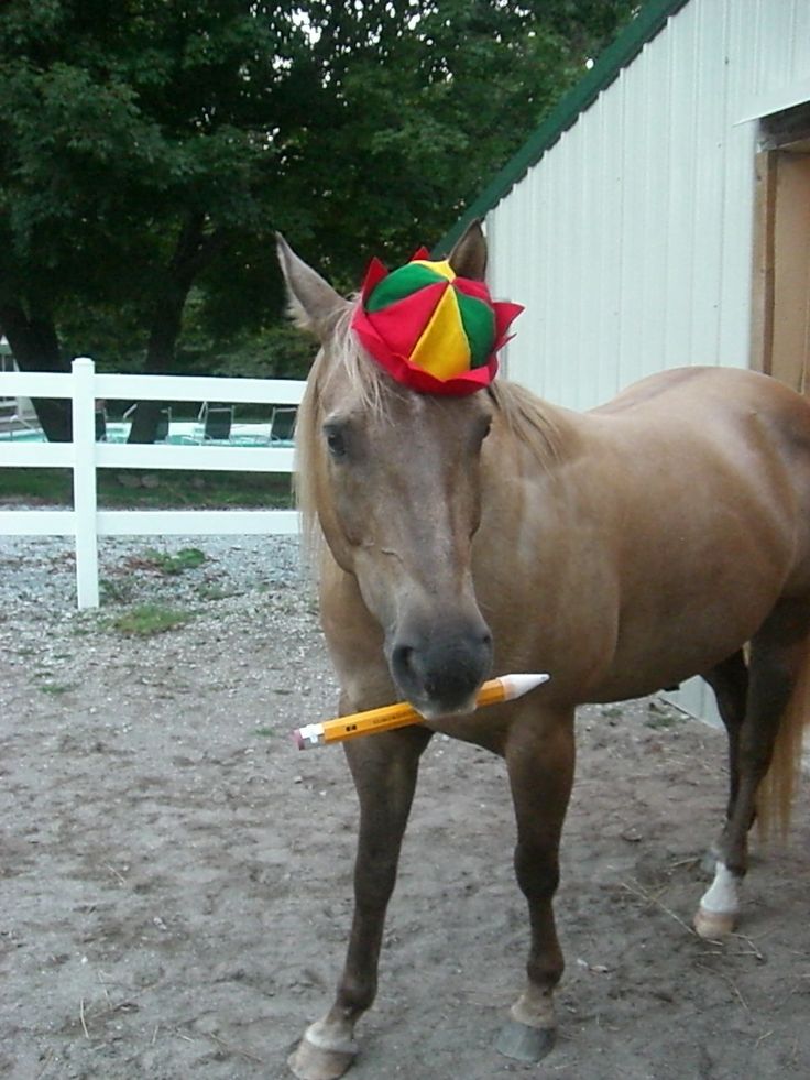 horsetwting's tweet image. first day of school