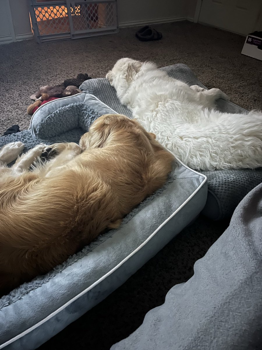 Two of my favorites under the same Roof! Angel the Cloud Pup and Tucker the Golden Good Luck Pup! I knew they would be Fast Friends!
