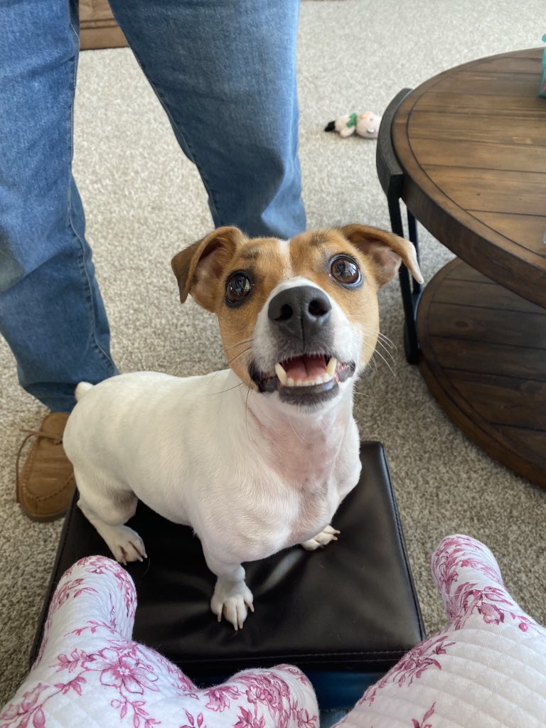 #dogsoftwitter #dogs #zshq #dogsofX #BabyBea 💗💗💗#FridayVibes #FridaySmile 😁
Smilin my way into the weekend… Dad, you’re standing a tad close! 😬😂