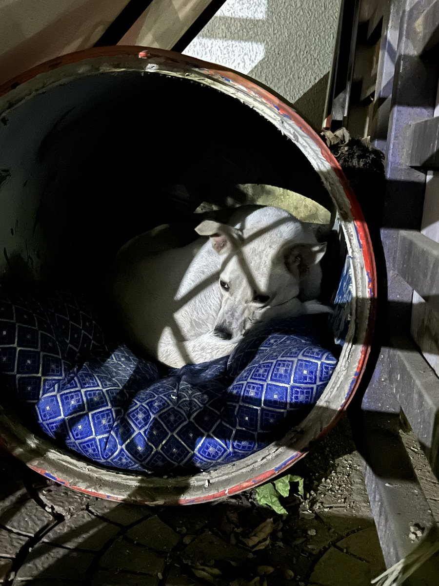 dogitization's tweet image. Followers, 
ऐसा एक भी समाधान नहीं जिसे #Dogitization ने लिखित में सरकार को नहीं दिया हो, फिर क्यो सरकार ने नागरिकों को कुत्ते की हर समस्या का समाधान नहीं सिखाया?
कहीं सरकार भी आपके RWA के whatsapp group के admin के जैसे Dog Hater तो नहीं?
#Dogitization