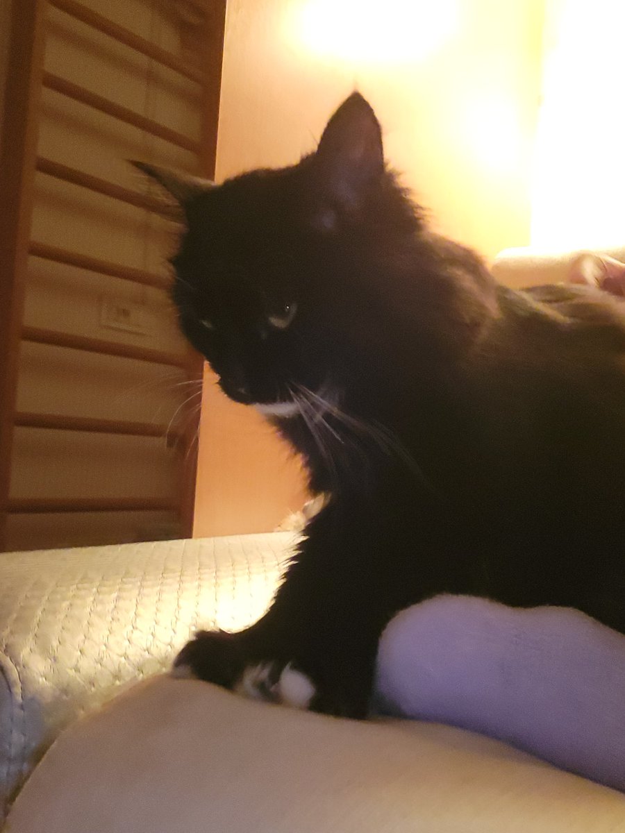 Wiesenklee's tweet image. Я знаю,що #УкрТві може все 
І я дуже сильно прошу вашої допомоги 
Це киця Лапка 
І її життя склалося так,що вона була підібрана військовим,і коли була у ветеринара- виявилось,що вона має вірус імунодефіциту котів
Вона безпечна для людей та песиків 
І на жаль, небезпечна для котів