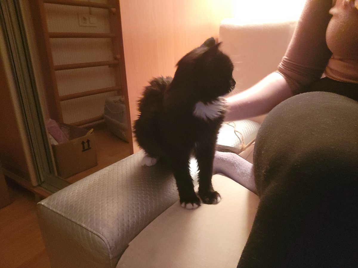 Wiesenklee's tweet image. Я знаю,що #УкрТві може все 
І я дуже сильно прошу вашої допомоги 
Це киця Лапка 
І її життя склалося так,що вона була підібрана військовим,і коли була у ветеринара- виявилось,що вона має вірус імунодефіциту котів
Вона безпечна для людей та песиків 
І на жаль, небезпечна для котів