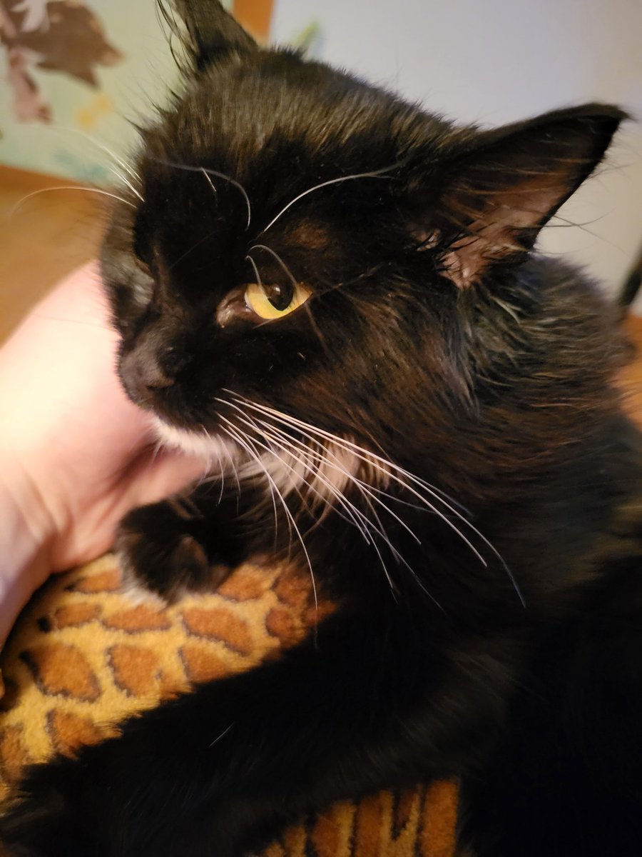 Wiesenklee's tweet image. Я знаю,що #УкрТві може все 
І я дуже сильно прошу вашої допомоги 
Це киця Лапка 
І її життя склалося так,що вона була підібрана військовим,і коли була у ветеринара- виявилось,що вона має вірус імунодефіциту котів
Вона безпечна для людей та песиків 
І на жаль, небезпечна для котів