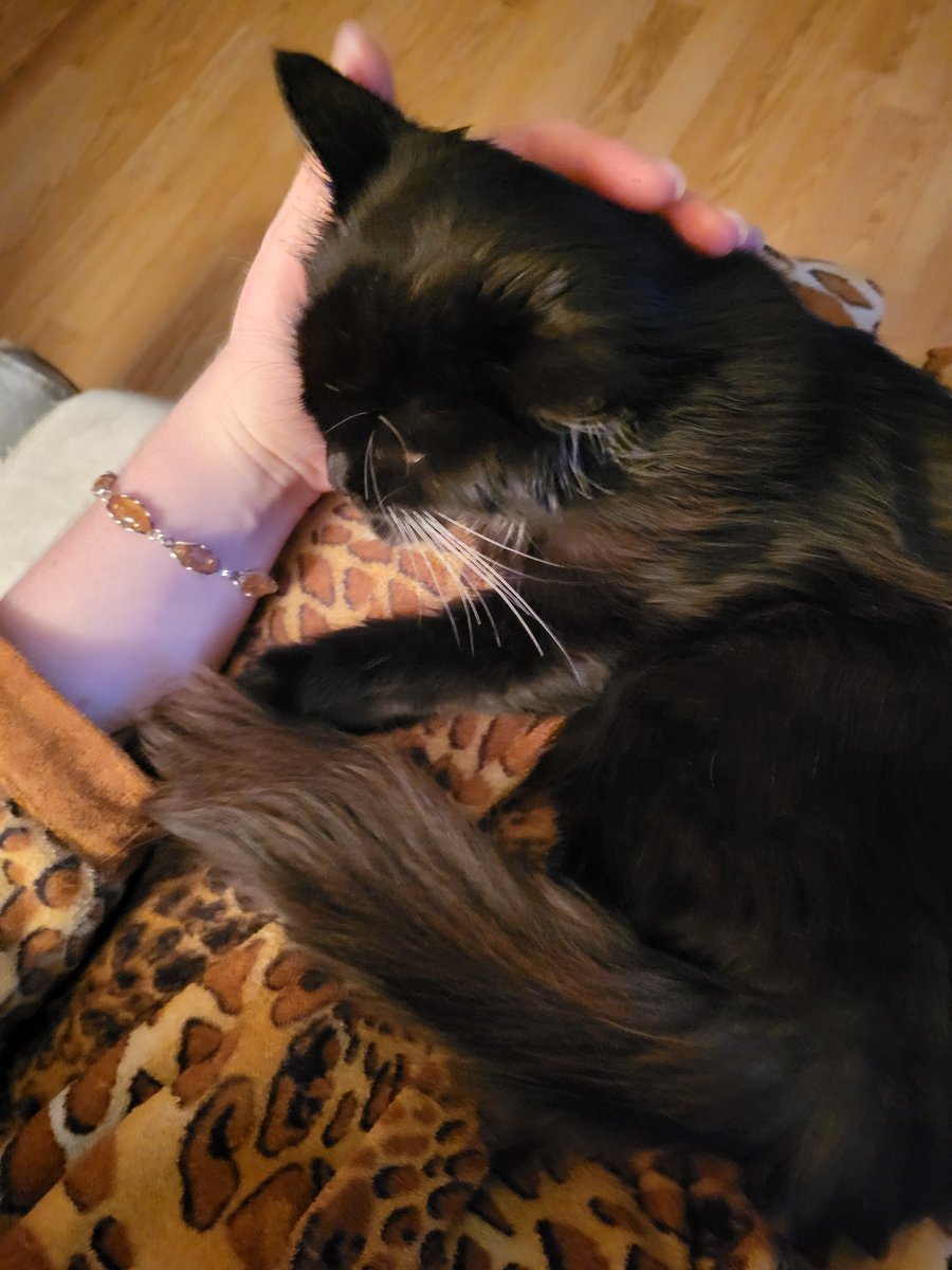 Wiesenklee's tweet image. Я знаю,що #УкрТві може все 
І я дуже сильно прошу вашої допомоги 
Це киця Лапка 
І її життя склалося так,що вона була підібрана військовим,і коли була у ветеринара- виявилось,що вона має вірус імунодефіциту котів
Вона безпечна для людей та песиків 
І на жаль, небезпечна для котів