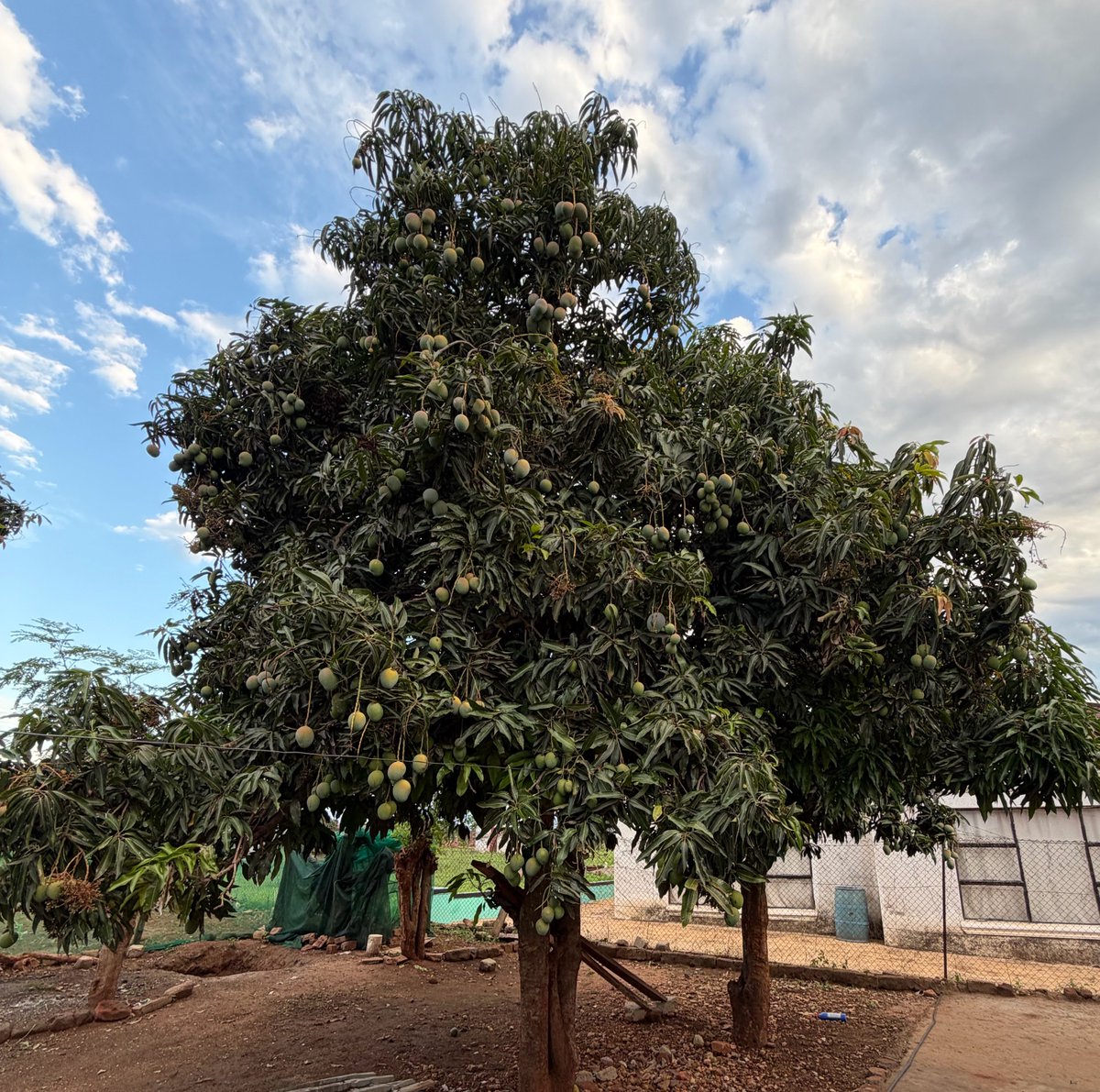 Yi cherile mimangwa ya ka Xilowa. Hi ta endla na acha nan’waka. Hi xavisela na vana va xikolo. Na va ⁦<a href="/Ms_Mushwana/">Risana Mushwana</a>⁩ ⁦<a href="/ProfTinyiko/">Tinyiko Maluleke</a>⁩ lava loko ri dzinda a va ku i xipitifaya