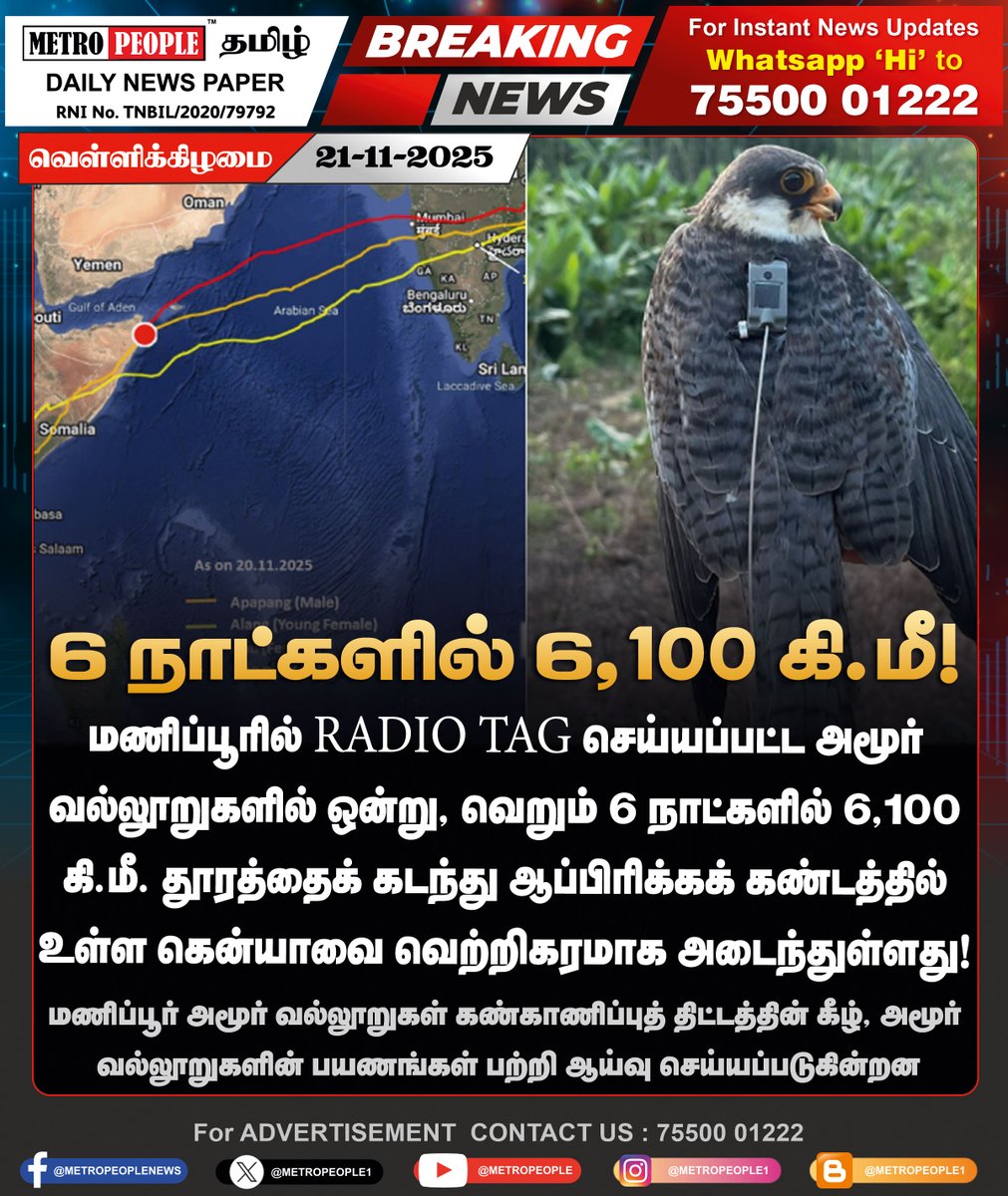 METROPEOPLENEWS's tweet image. மணிப்பூர் அமூர் வல்லூறுகள் கண்காணிப்புத் திட்டத்தின் கீழ், அமூர் வல்லூறுகளின் பயணங்கள் பற்றிய ஆய்வு!

#ManipurToKenya #MigratoryBirds #WildlifeConservation #BirdMigration #FalconTracking #suggestion #new #latest #metropeople